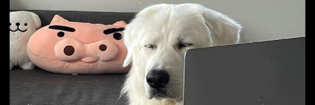 Gifthaa's profile banner image