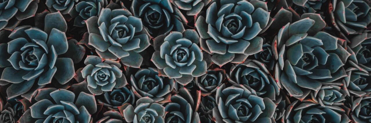 NicciMuller's profile banner image
