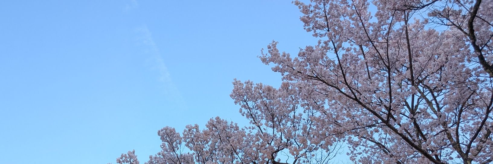 snowskyski's profile banner image