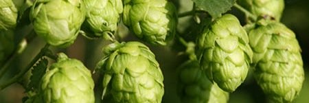 Wantz Distributors banner