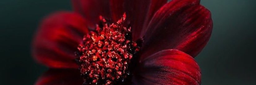 sizyle's profile banner image