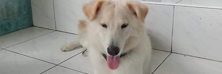 laika_mae's profile banner image