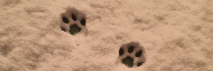Ava banner