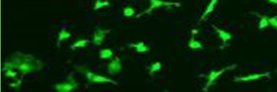 Valentin Fulga M.D. banner