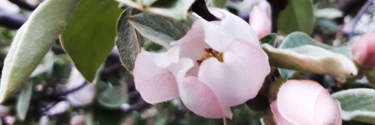 Elenaa_Solo's profile banner image