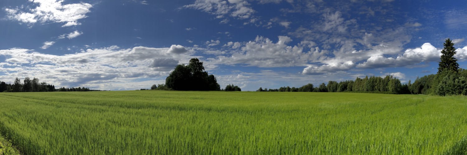 Pokko Somerkoski ☀️ banner