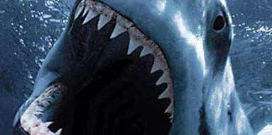SharkRip3's profile banner image