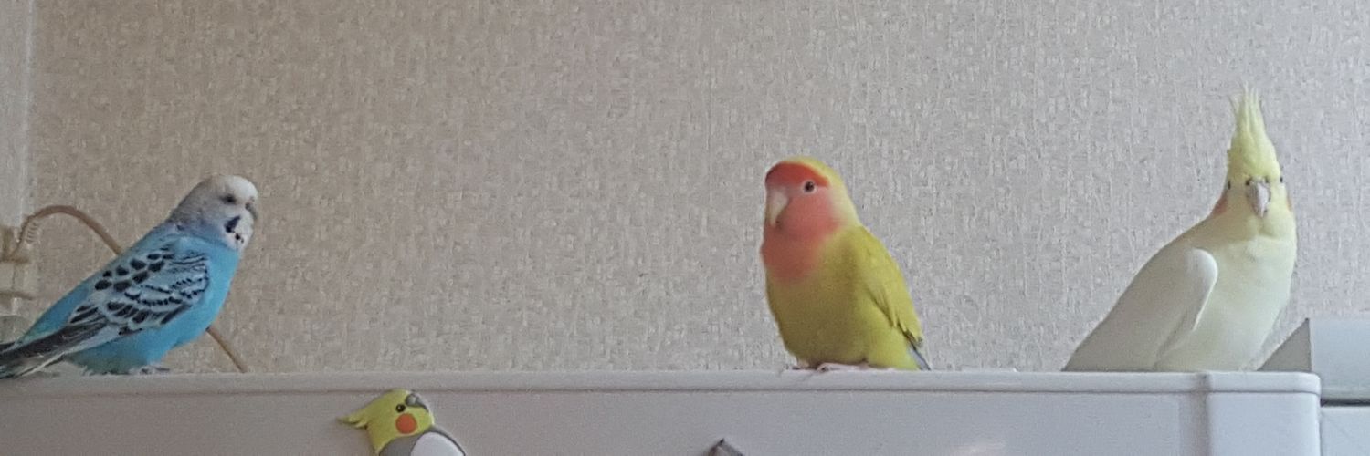 香川県迷子コザクラインコのわかばを探しています banner