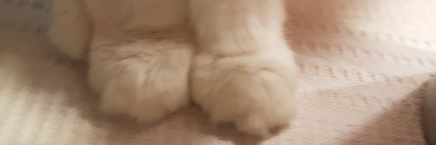 valenniba's profile banner image