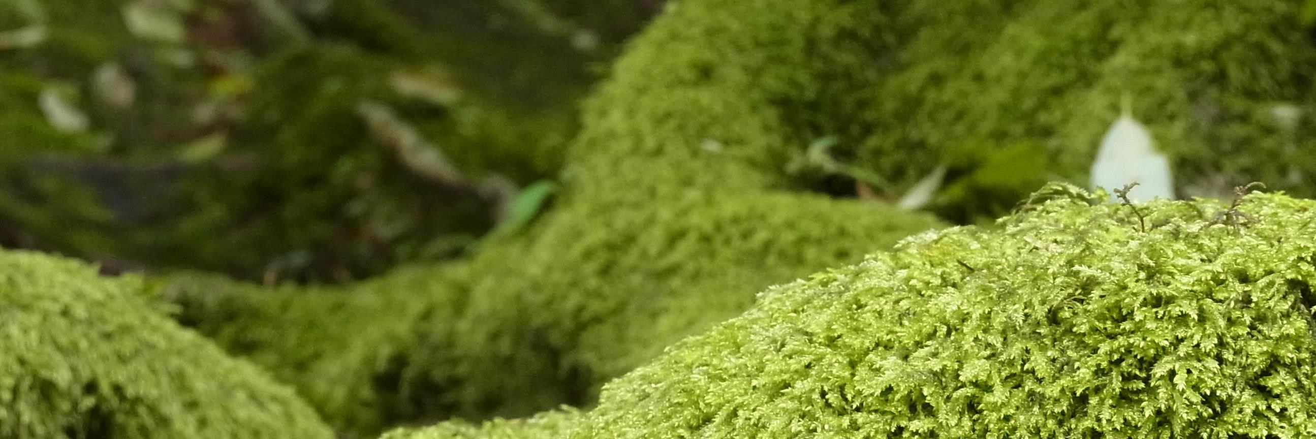 じゅうこ banner