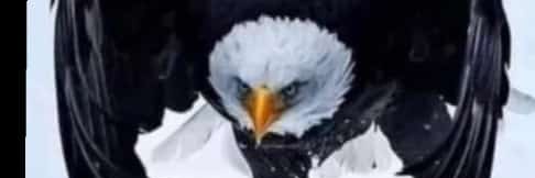 MmTheParrot's profile banner image