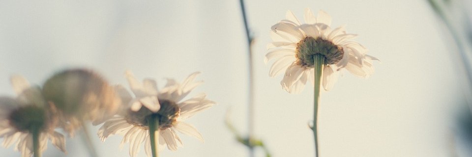 Jessica Yx banner