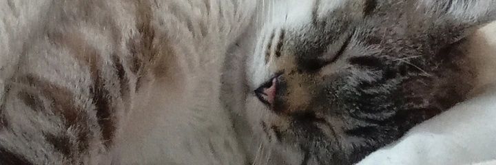 lirbba's profile banner image