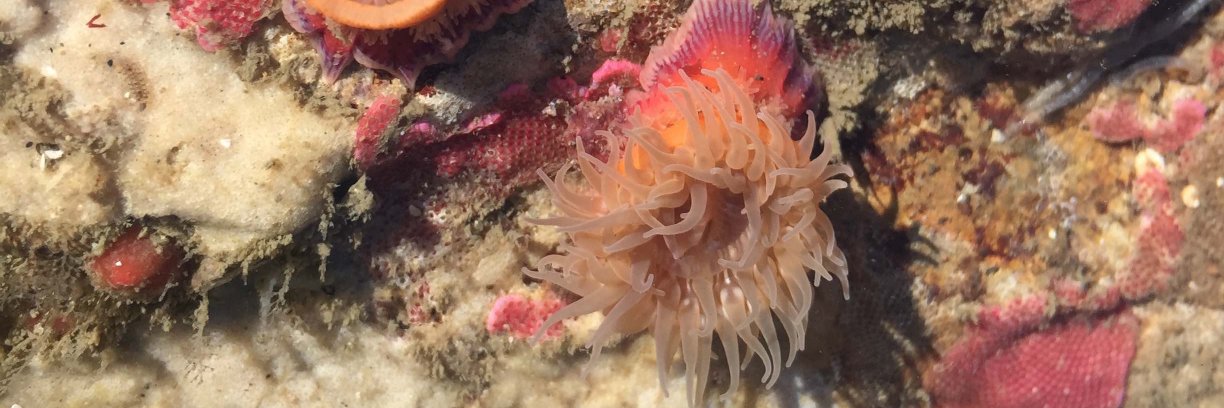 Sarah Cohen #BlackLivesMatter banner