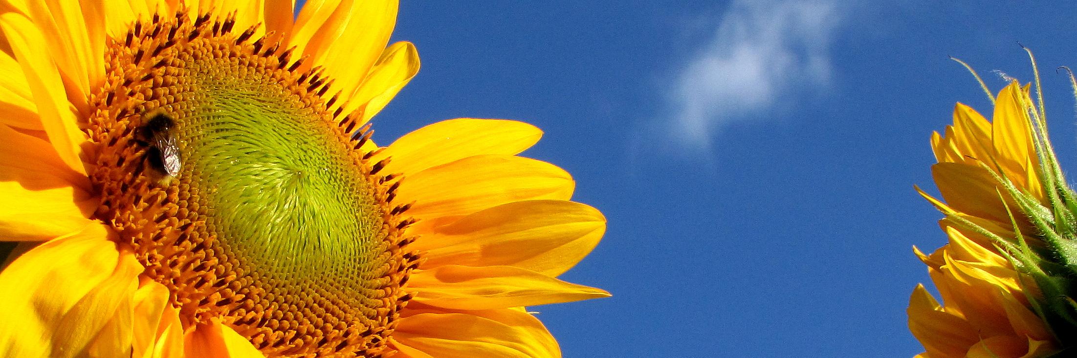hannahb714's profile banner image