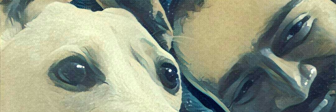 A. banner