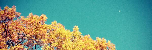 _belleskinner Profile Banner