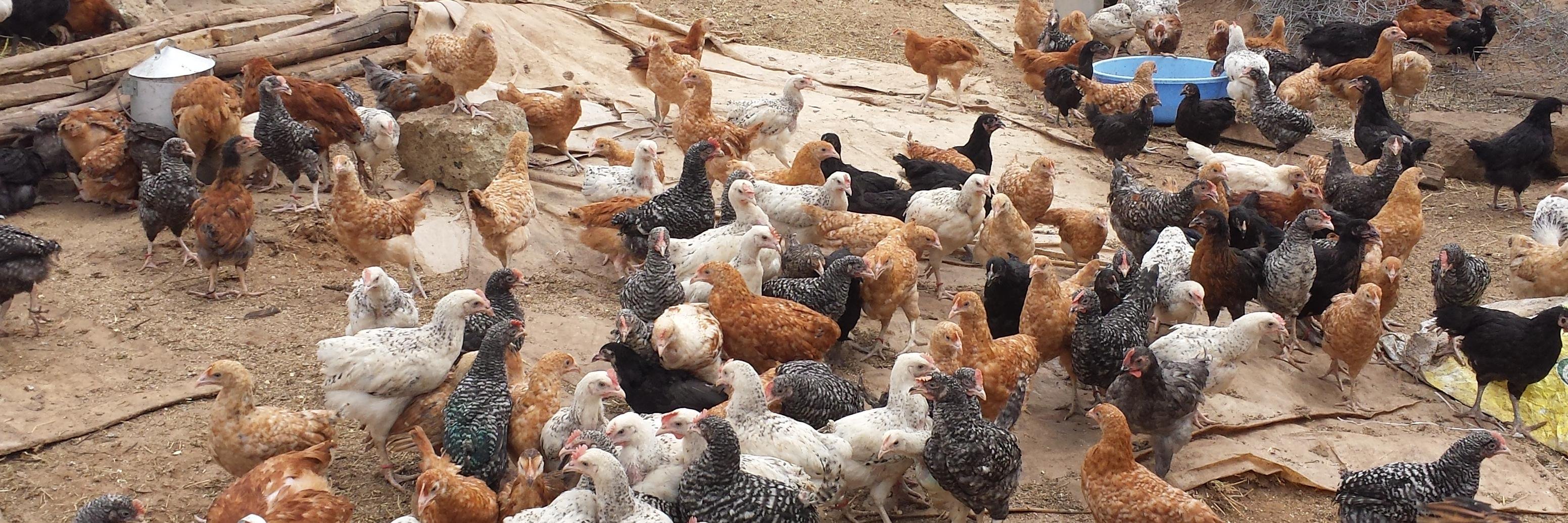 ZiwaniPoultry's profile banner image