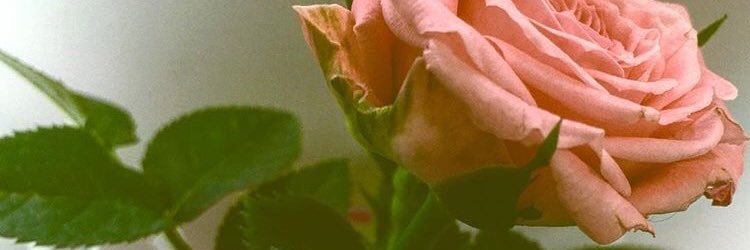 Grace McChicken banner