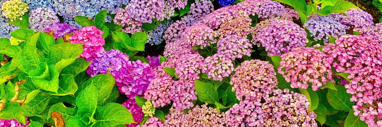 Fleur Fitzsimons banner