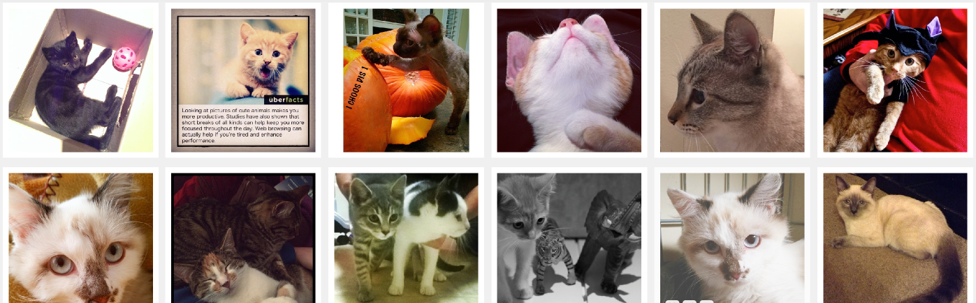instagramkitten's profile banner image