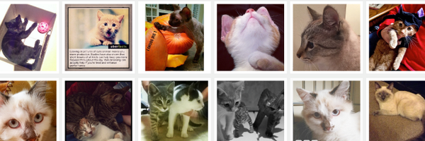 instagramkitten Profile Banner