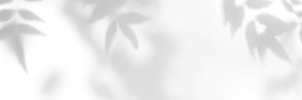 Táta Vega banner