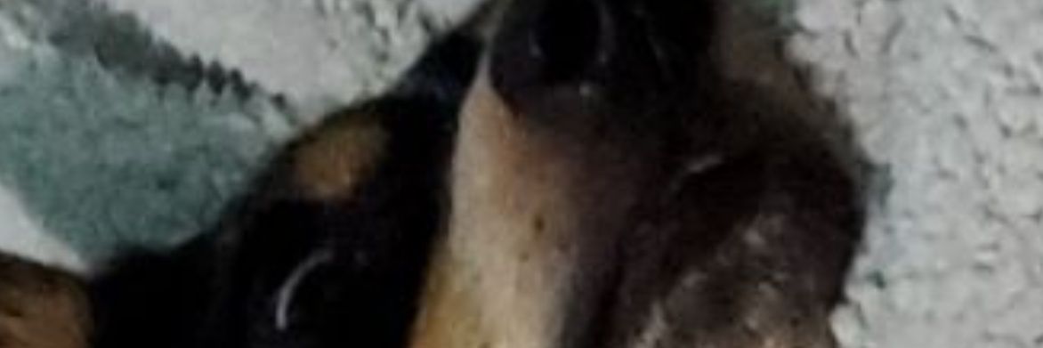 KAlanesi's profile banner image