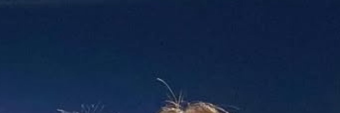 lynn761020's profile banner image