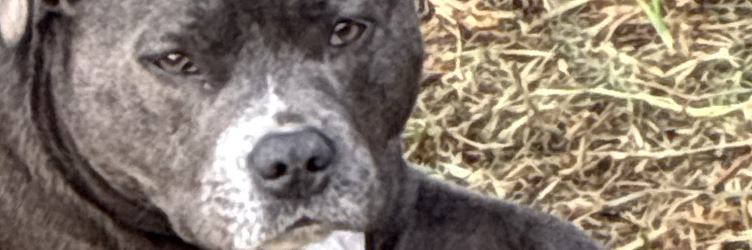 adoddic's profile banner image