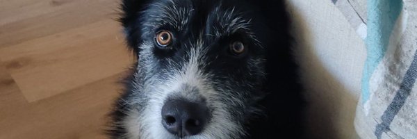 picotcat Profile Banner