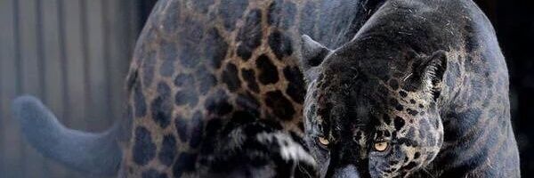 nikwillcool's profile banner image