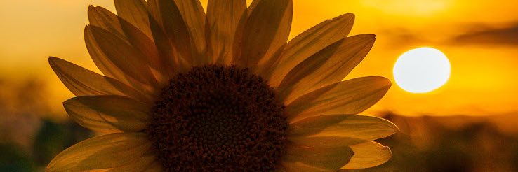 peteyrojas05's profile banner image
