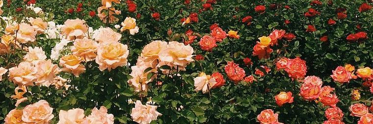 Chantagold's profile banner image