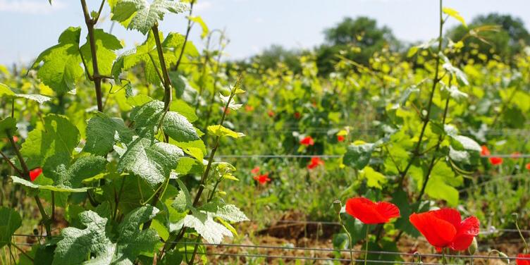 Brix Wine Store banner