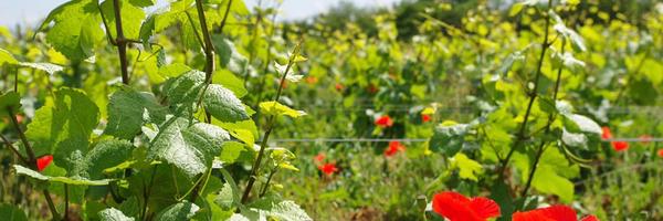 brixwinestore Profile Banner