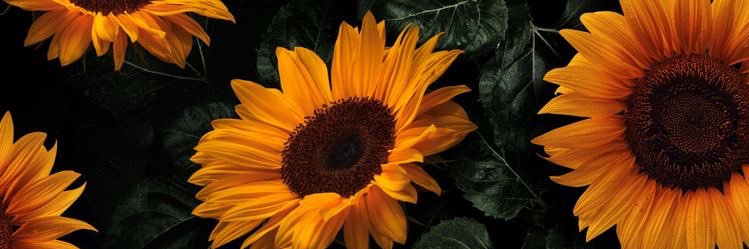 EmilyyAshlyn's profile banner image
