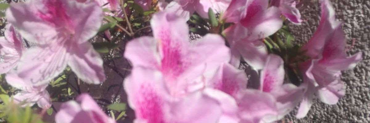 celcaab's profile banner image