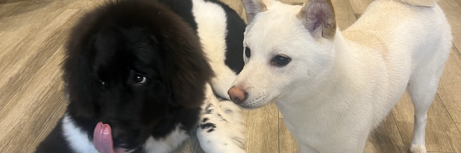 なぉちゃぼ🐕KOBE banner