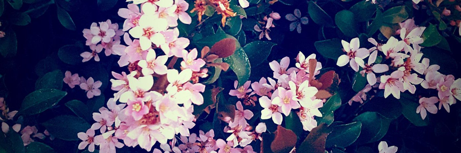 AmandaQiuWeb's profile banner image