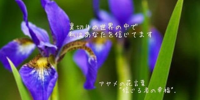 needless_aya's profile banner image