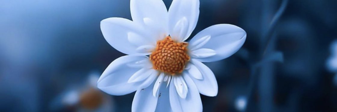 ryanh_otaibi's profile banner image