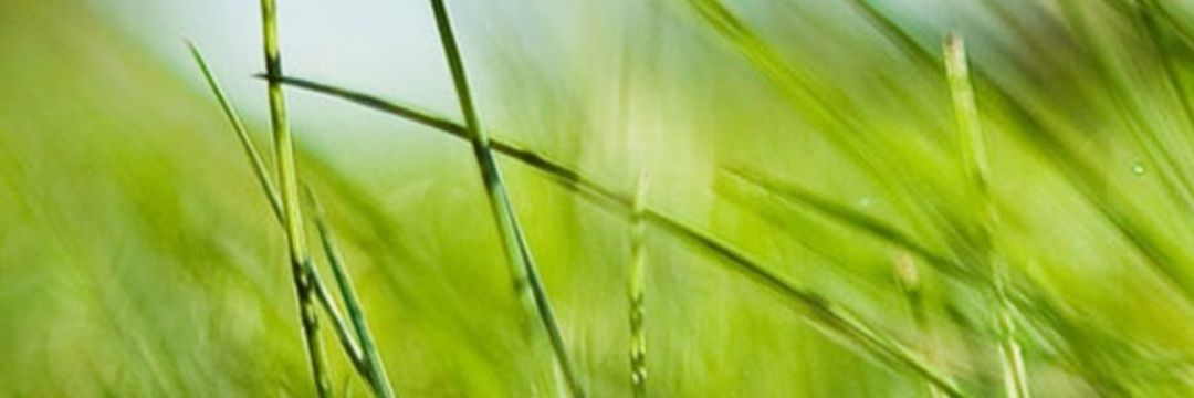 adel banner