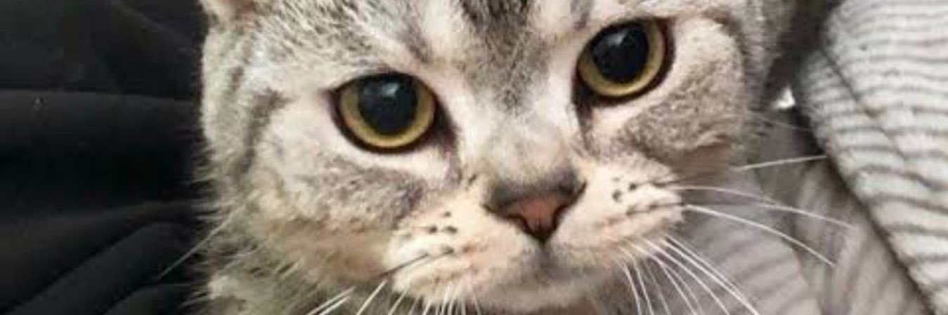 ChildnNe's profile banner image