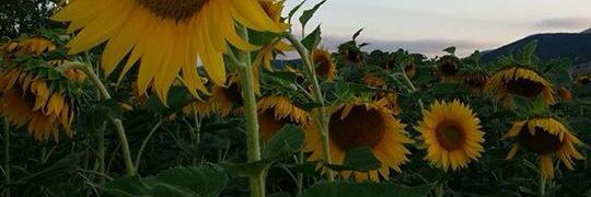 susynine67's profile banner image