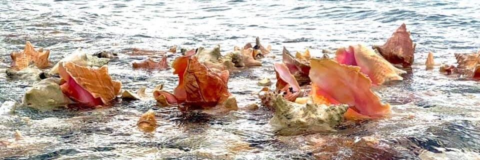 Yep I Watched It banner