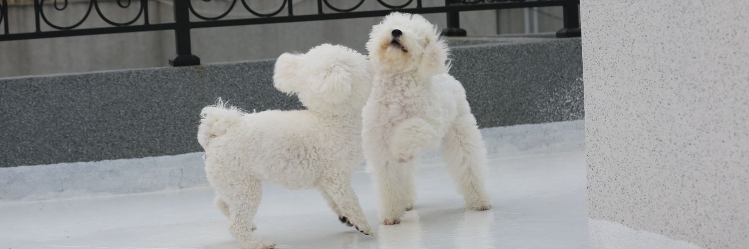 notcoconut_coco's profile banner image