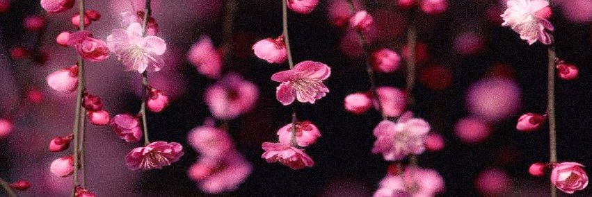 vicribela's profile banner image