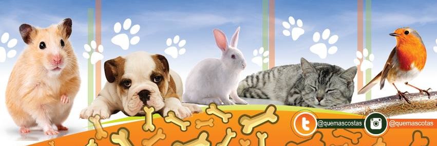 QueMascotas's profile banner image