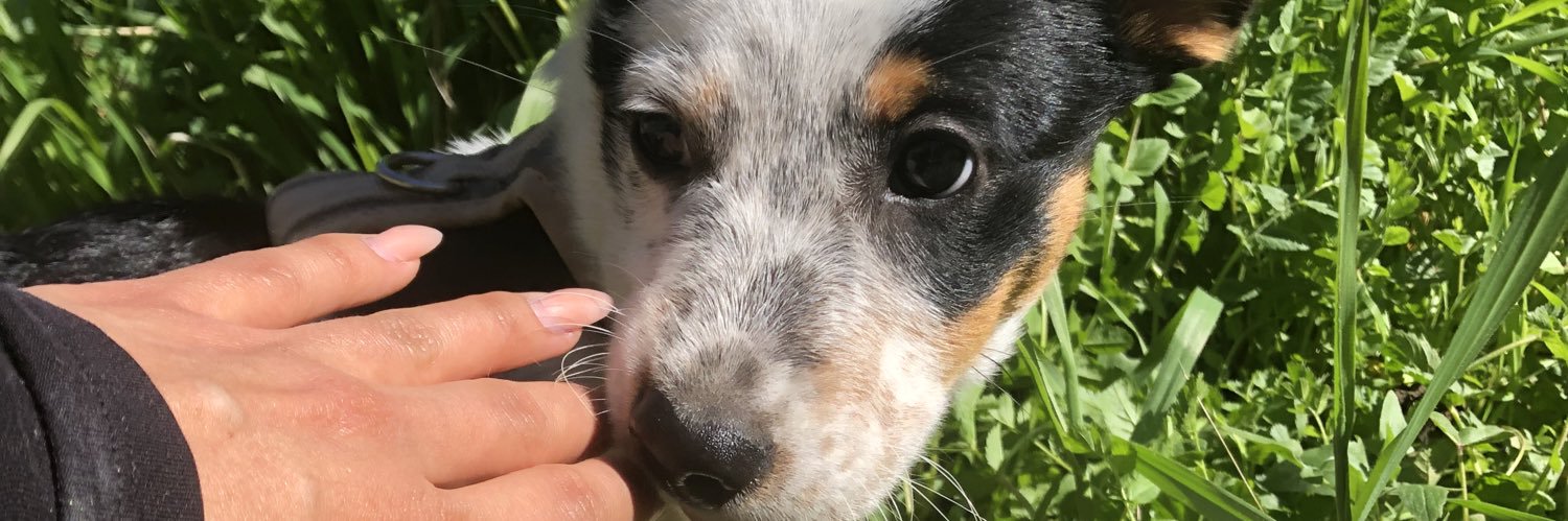 scrappylau's profile banner image